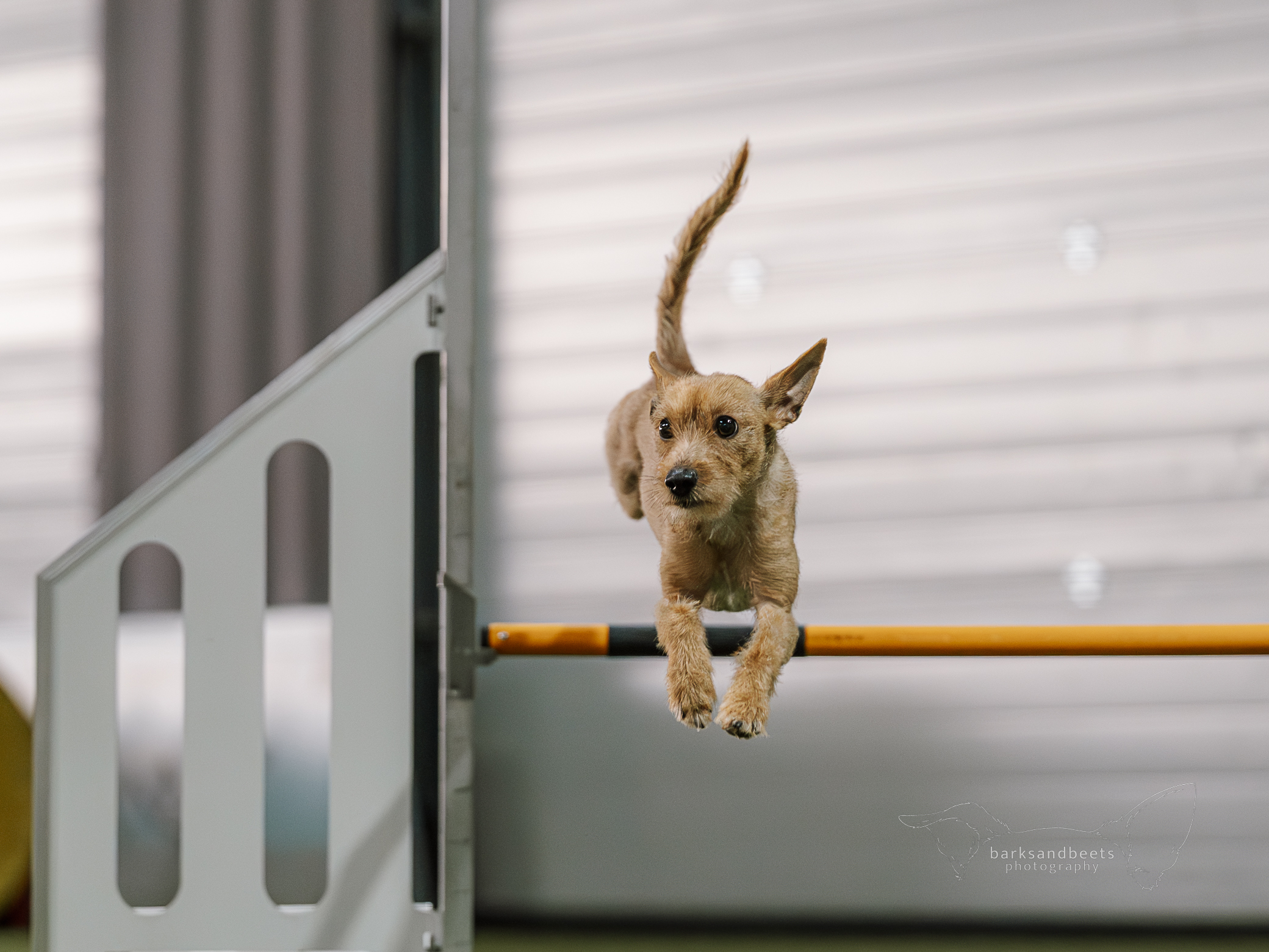 Turnierfotos – FRESCO FUN-AGILITY-WINTERCUP 2026