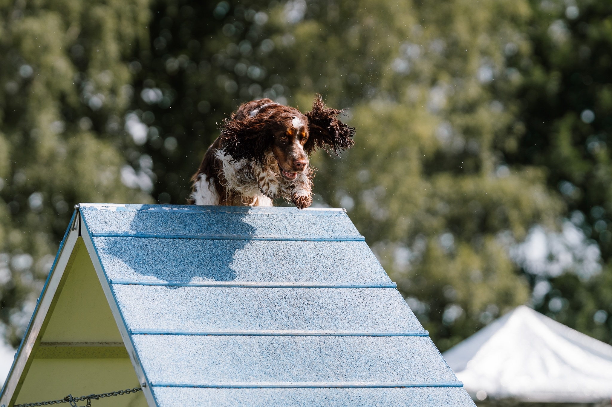 Turnierfotos- Agility Ruhrcup 20.6 & 21.6.2026